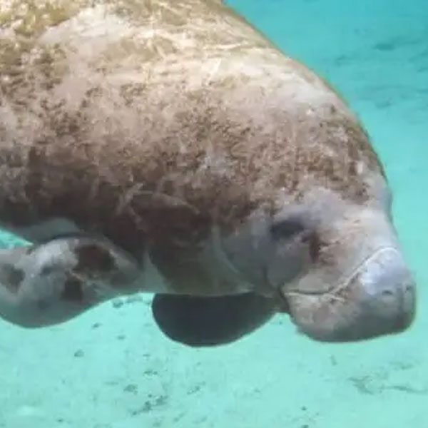 A close-up underwater view of a manatee swimming forward in clear, light blue water over a sandy bottom.